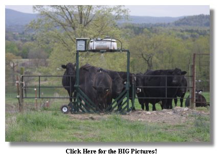 Automated Fly Control for Cattle